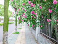 -颐和路民国时期公馆风貌区