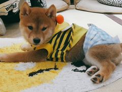 -逗柴咖啡屋·狗咖猫咖宠物桌游