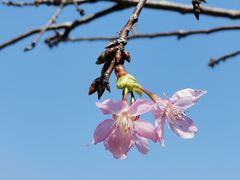 -中国科学院华南植物园