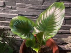 -泰古龙抓龙筋·spa按摩(静安店)