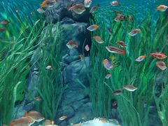 -上海海洋水族馆