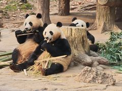-都江堰中华大熊猫苑