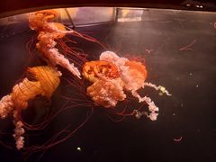 -三亚亚特兰蒂斯度假区