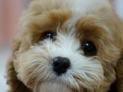 -翊宠yipet猫狗购宠庄园犬舍•猫舍