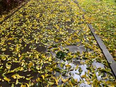 -佰搭果·广式茶餐厅(石牌东路店)