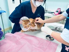 -北京观赏动物医院·24小时大型综合·猫专科·异宠专科
