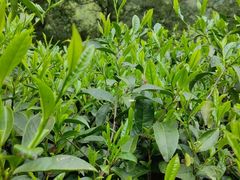 -华祥苑茶馆•国缤茶小蓝罐(普罗旺斯店)