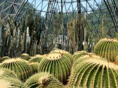 -深圳仙湖植物园