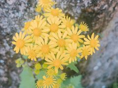 -楠溪江风景名胜区