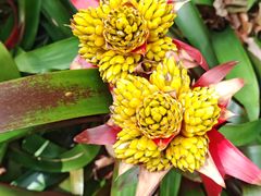 -上海鲜花港