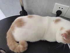 -四月宠物医院·猫专科·心脏专科·内科(转塘店)