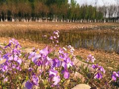 -东郊湿地公园