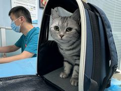 -纳吉亚猫专科动物诊疗中心(蒋宅口分院)