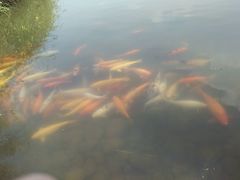 -成都大熊猫繁育研究基地