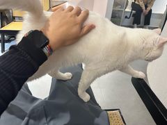 -琪喵猫屋·撸猫猫咖·猫舍