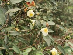 -中国茶叶博物馆(双峰馆区)