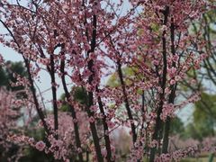 -三垟湿地