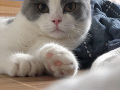 -瑞派宠物医院(搏威敦和院)