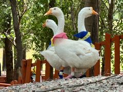 -北京野生动物园