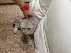 -藏猫猫咖啡主题馆(中央大道店)