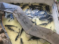 -春盛渔府(牛首山店)