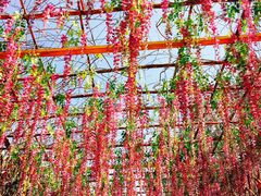 -天适樱花悠乐园
