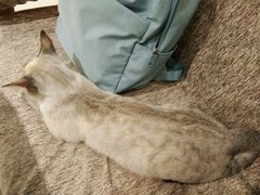 -藏猫猫咖啡主题馆(中央大道店)