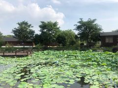 -鹅湖玫瑰文化园
