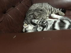 -猫尾侦探俱乐部·剧本杀·狼人杀