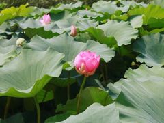 -前关湿地公园