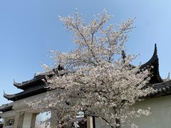 -苏州上方山国家森林公园