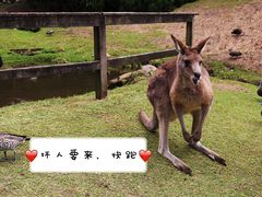 -可伦宾野生动物保护区