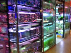 -大自然花鸟鱼虫市场