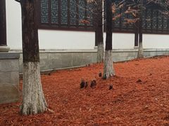 -游子山休闲旅游区