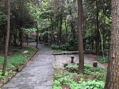 -铁山坪森林公园