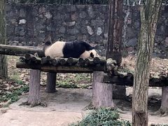-都江堰中华大熊猫苑