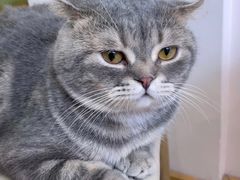 -猫咪派对(江南西店)