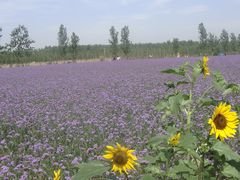景点-北京东方普罗旺斯薰衣草庄园