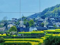 -桑洲油菜花景区