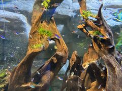 -迪拜水族馆及水下动物园