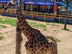 -西霞口神雕山野生动物世界