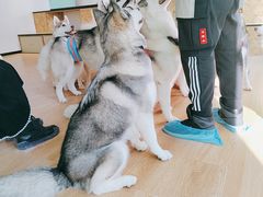 -Husky Go! 哈士奇体验馆·宠物咖啡厅狗咖