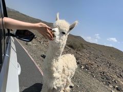 -新疆天山野生动物园