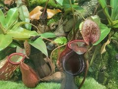 -国家植物园南园