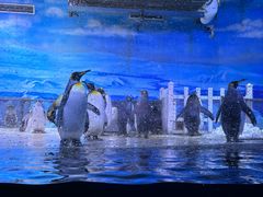 -大连老虎滩海洋公园