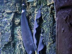 -上海海洋水族馆