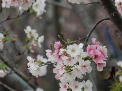 -天适樱花悠乐园