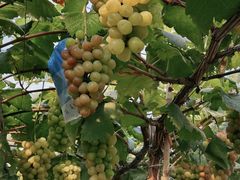 -马陆小张葡萄园农家乐