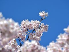 -顾村公园