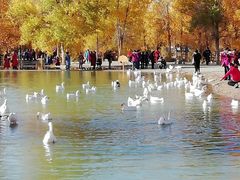 -金塔沙漠胡杨林景区